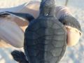 green Sea turtle hatchling with strange shell pattern 02 12 2016