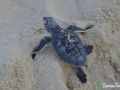 green sea turtle hatchling 16 08 2016