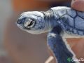 green sea turtle hatchling 16 08 2016 2