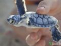green sea turtle hatchling 16 08 2016 3