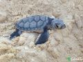 green sea turtle hatchling 28 07 2015