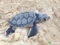 green sea turtle hatchling 28 07 2015 3