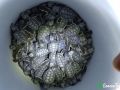 green sea turtle hatchlings 14 07 2015