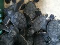 green sea turtle hatchlings 20 07 2015