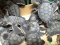 green sea turtle hatchlings 20 07 2015 4