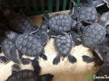 green sea turtle hatchlings 20 07 2015 5