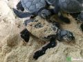 green sea turtle hatchlings 24 07 2015 2