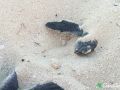 green sea turtle hatchlings 26 07 2015