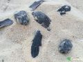 green sea turtle hatchlings 26 07 2015 3