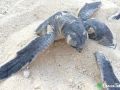 green sea turtle hatchlings 26 07 2015 5
