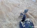 green sea turtle hatchlings 27 07 2015 4