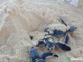 green sea turtle hatchlings 27 07 2015 6
