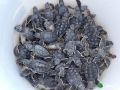 green sea turtle hatchlings 28 07 2015