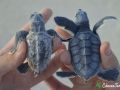 hawksbill green sea turtle comparison 16 08 2016