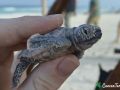 hawskbill sea turtle hatchling 16 08 2016