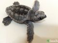 loggerhead sea turtle 20 07 2015 2