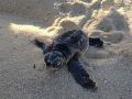 loggerhead sea turtle hatchling 10 08 2015