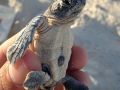 loggerhead sea turtle hatchling 10 08 2015 2