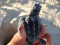 loggerhead sea turtle hatchling 10 08 2015 3
