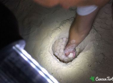 Volunteer placing collected eggs in protected nest