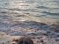 green sea turtle leaving beach 11 08 2015