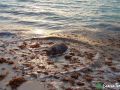 green sea turtle leaving beach 11 08 2015 2