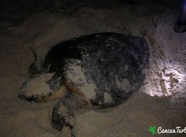 Loggerhead Sea Turtle covering up her nest after laying her eggs