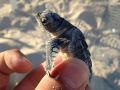 loggerhead sea turtle hatchling 10 08 2015 4