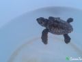 loggerhead sea turtle hatchling 14 07 2016