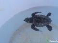 loggerhead sea turtle hatchling 14 07 2016 2