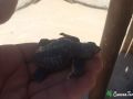 loggerhead sea turtle hatchling 14 07 2016 3