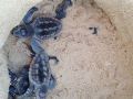 loggerhead sea turtle hatchlings 10 08 2015