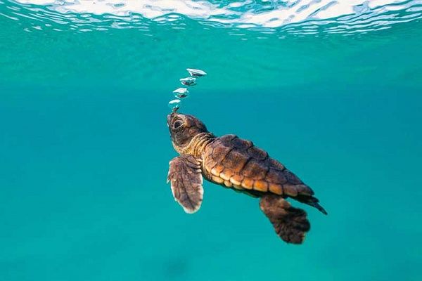 The Lost Years (the Lost Decade) in the life of Sea Turtles