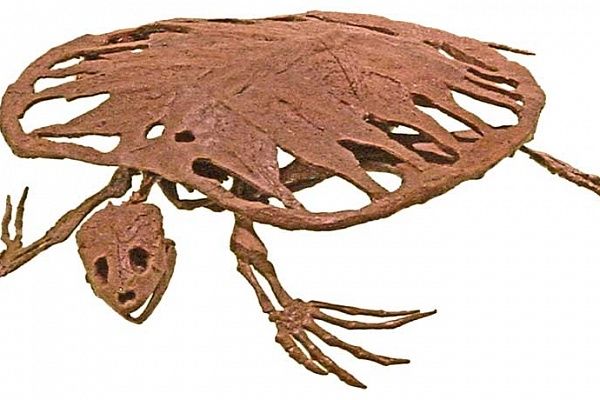 A fossil Toxochelys from about 75 million years ago