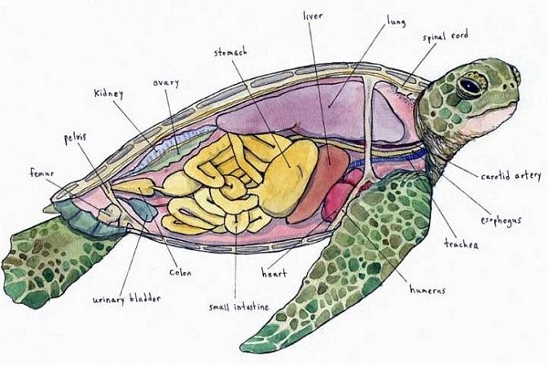 Below the Shield – Sea Turtle Anatomy