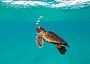 The Lost Years (the Lost Decade) in the life of Sea Turtles