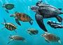General Sea Turtle Information