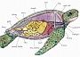 Below the Shield – Sea Turtle Anatomy