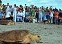 Sea Turtles and Humans - The Dilemma