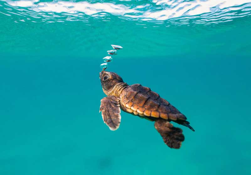 The Lost Years (the Lost Decade) in the life of Sea Turtles